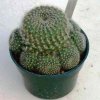 Rebutia_violiciflora